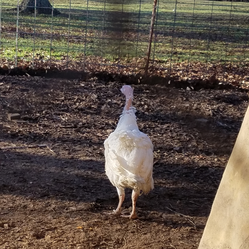 Turkeys